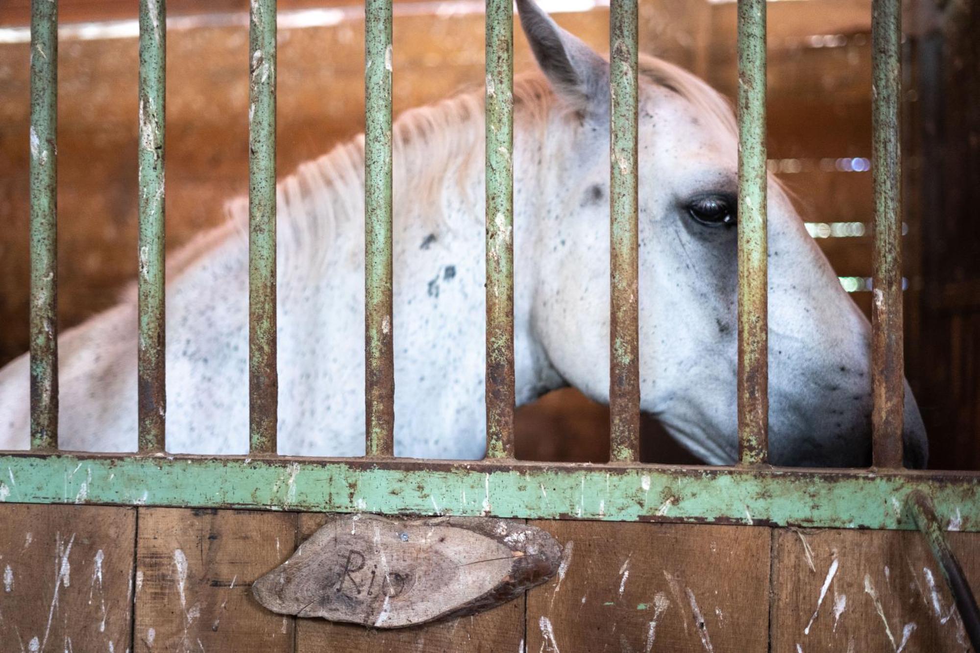 Horse Farm Holiday Pr' Kolenc زغورنجي المظهر الخارجي الصورة